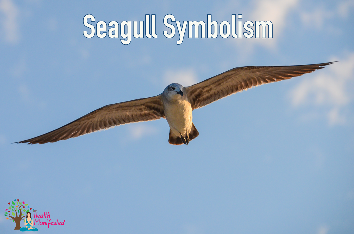 Seagull Symbolism - Health Manifested