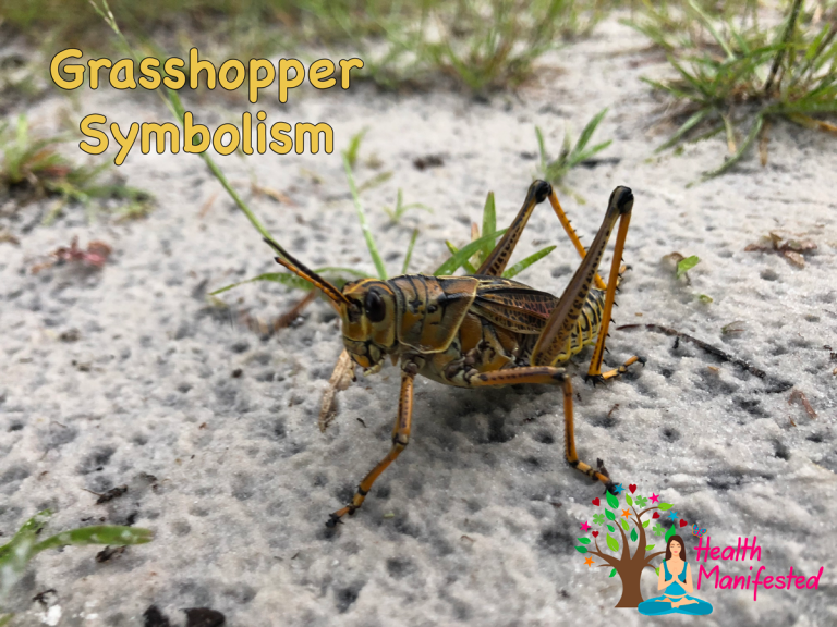 Grasshopper Symbolism Health Manifested   Grasshopper Symbolism Grasshopper Dream Meaning 768x576 