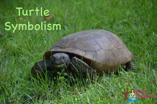 Turtle Symbolism - Health Manifested