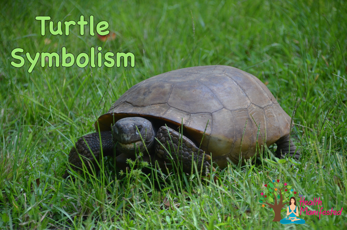 Turtle-Symbolism-Turtle-Dream-Meaning