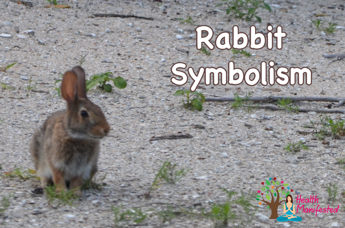 Rabbit-Dream-meaning-Rabbit-Symbolism